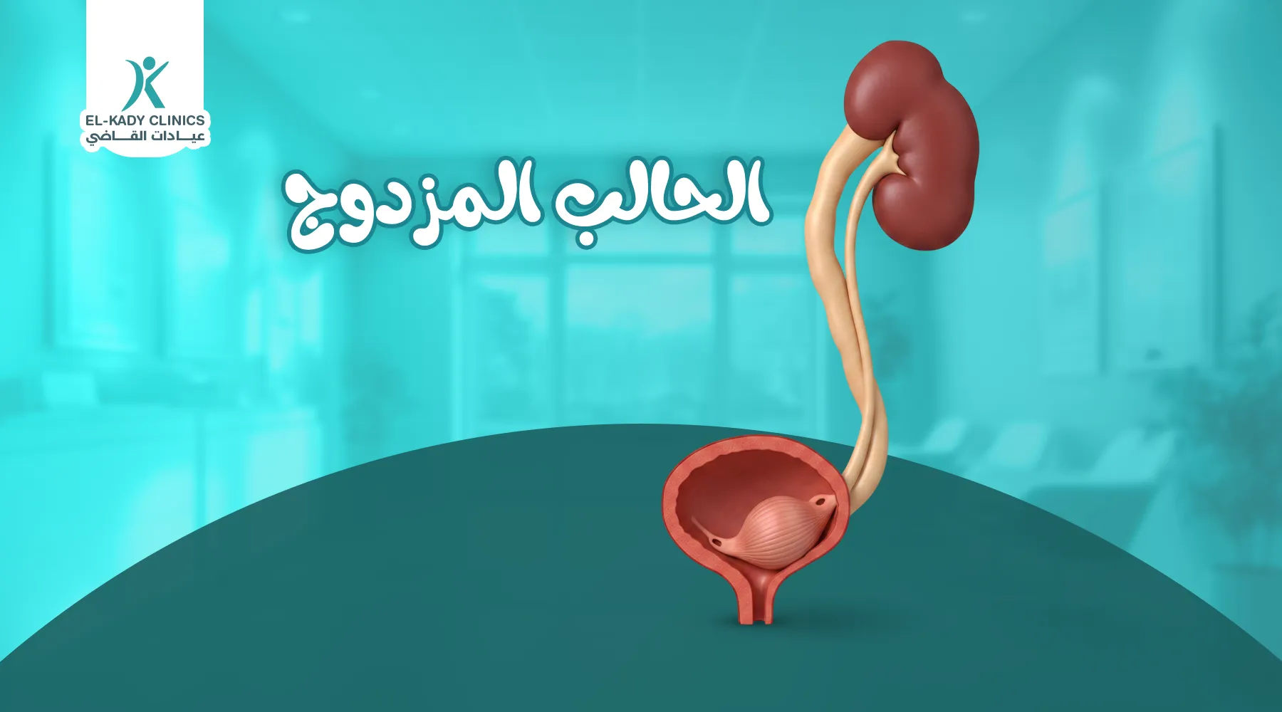 ما هي الكلى المزدوجة؟ وما الحالب المزدوج؟