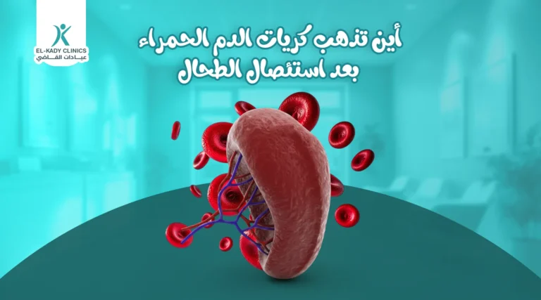 أين تذهب كريات الدم الحمراء بعد استئصال الطحال؟