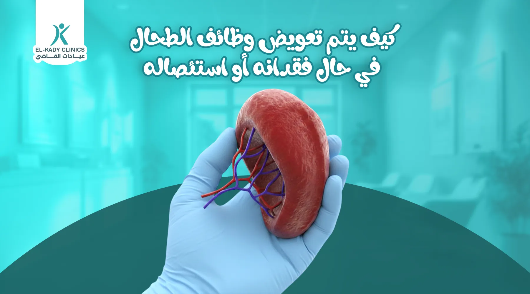 كيف يتم تعويض وظائف الطحال في حال فقدانه أو استئصاله؟